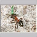 Formica -Serviformica- sanguinea - Blutrote Raubameise 44 8mm - mit Insekt.jpg